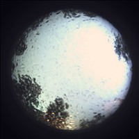 Meteor Capture